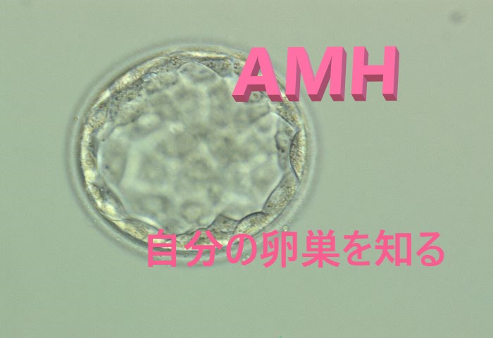 AMH卵巣予備能卵巣年齢